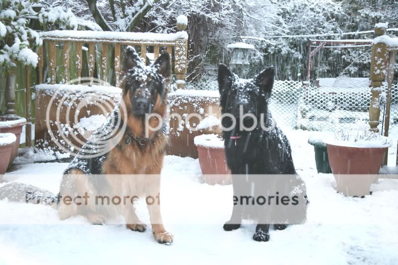 Marley and Kala's snowy pics part 1 IMG_6578