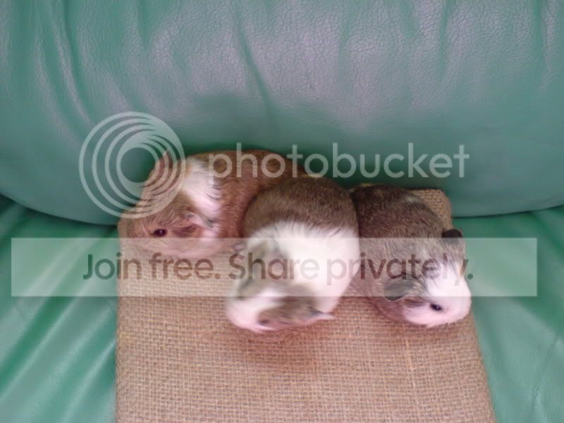 DSC00022.jpg