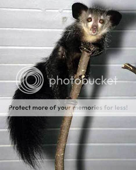 Aye-Aye; Mammal; Madagascar: animania_daily — LiveJournal