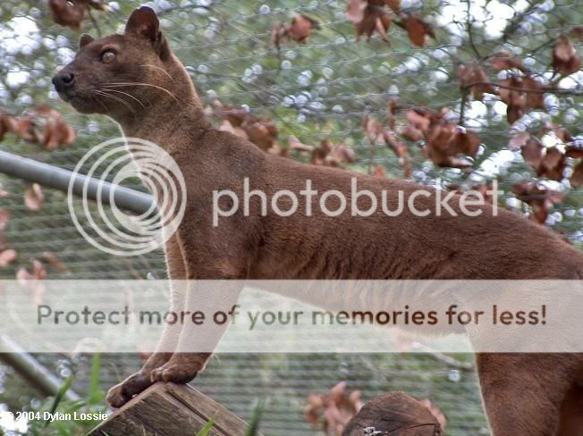 Fossa; Mammal; Madagascar: animania_daily — LiveJournal