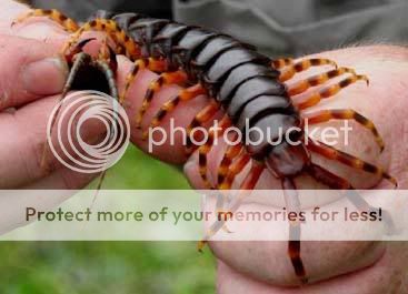 صور لحشرات جد ضخمة ( منقول ) Giant_centipede