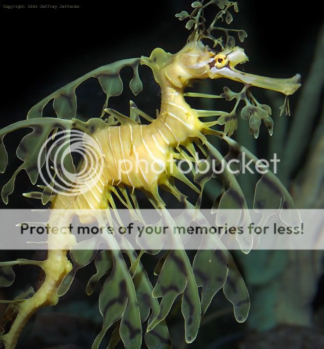 Leafy Sea Dragon; Fish; Australia: animania_daily — LiveJournal