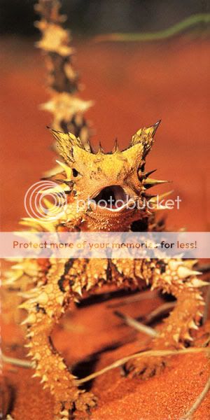 Thorny Devil; Reptile; Australia: animania_daily — LiveJournal