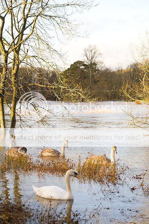 Smelge' Art and Photo Dump (Flooding Pix now added) Swans1