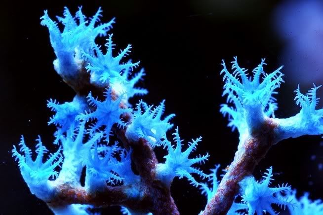 Pics of Blueberry Gorgonian - Michigan Reefers