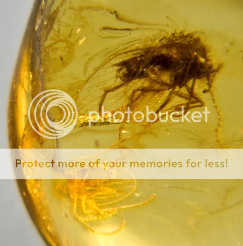 GENUINE BALTIC AMBER WITH FOSSIL INSECT  