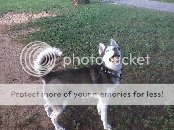 10 Random Funny Facts About Your Husky! Myasquirrels