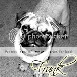 Frank the pug... or meatwat