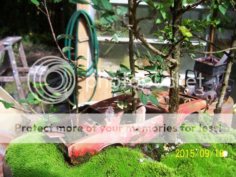 Abandoned car bonsai rework 000_2578_zpswnhouu65