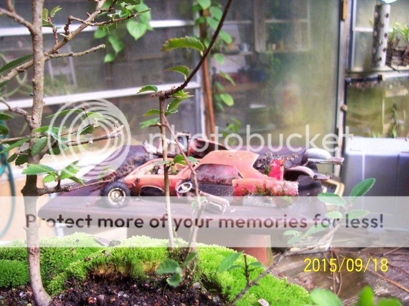 Abandoned car bonsai rework 000_2579_zps0a7x01ke