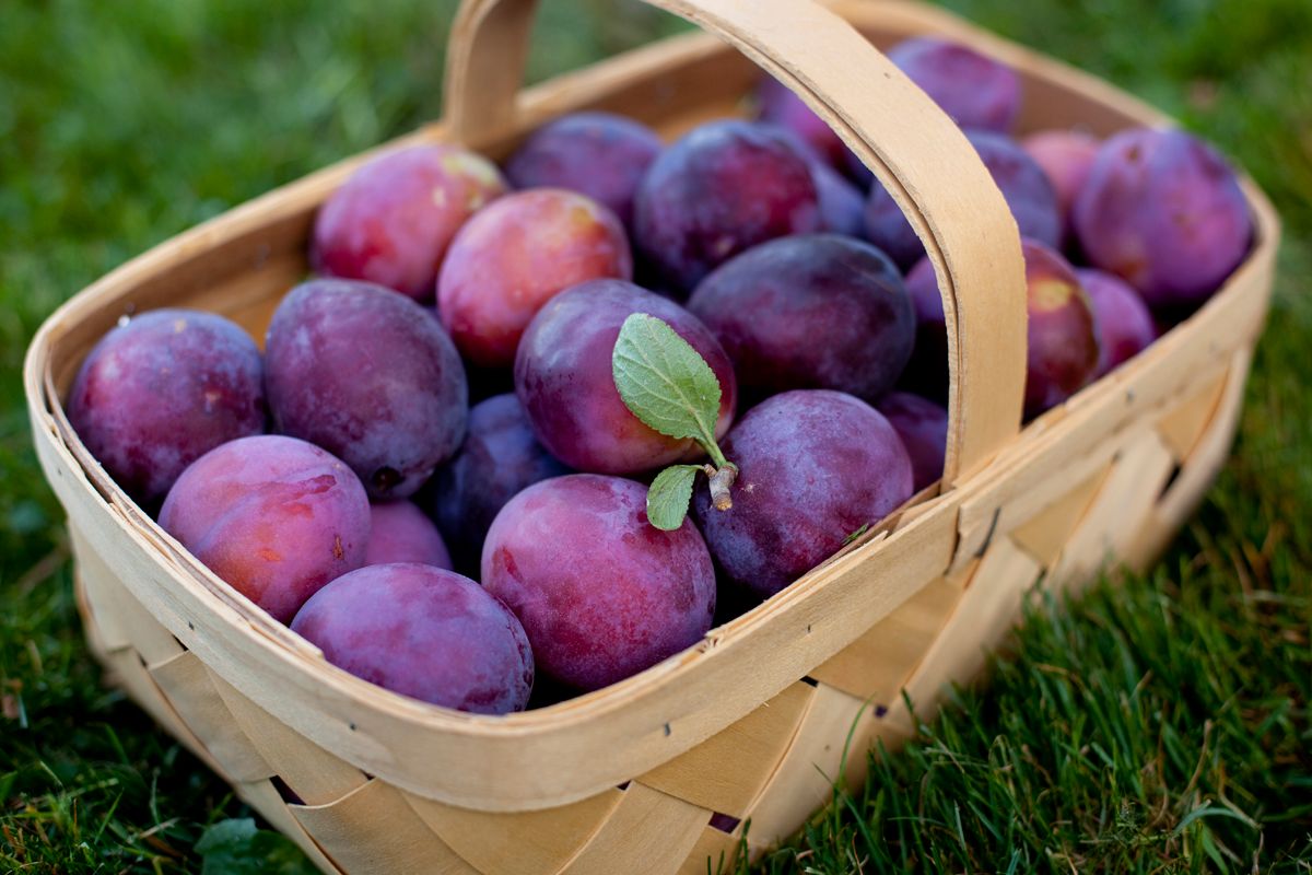  photo IMG_5861picking-plums_zpssciat1f5.jpg