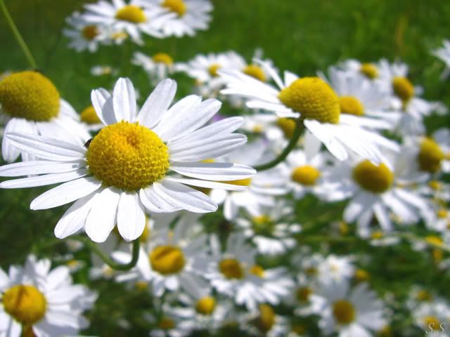  photo Daisies_2.jpg