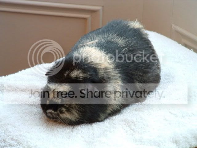 Bertie1.jpg