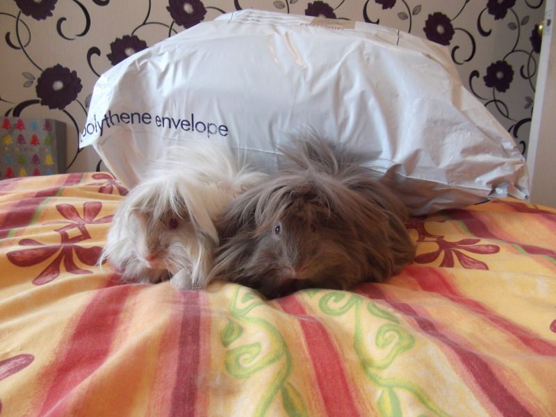 DSCF8597.jpg
