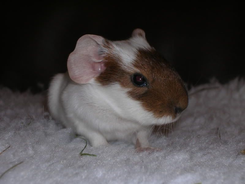 babies068.jpg