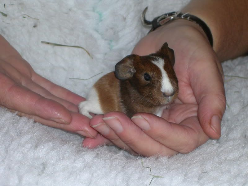 babies072.jpg