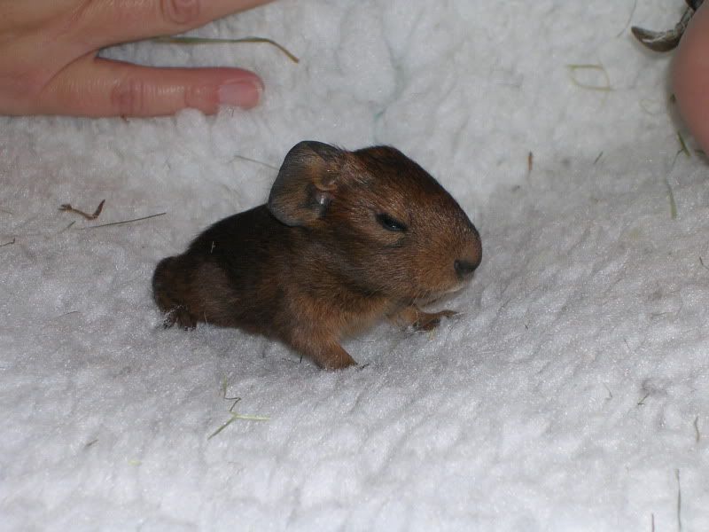 babies074.jpg