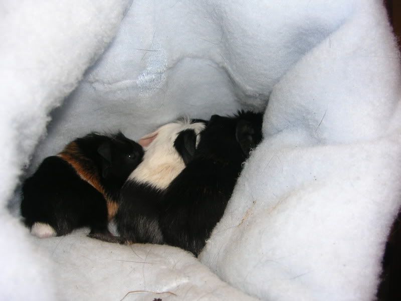 babies087.jpg