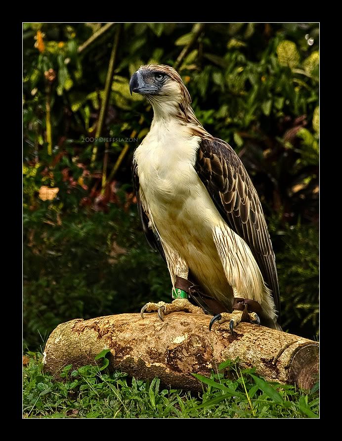 Falconiformes. Família  Acciptridae - Subfamília Buteonidade-Águias coroadas - gênero Pitecophaga jefferyi . Águia das Filipinas. THEPHILIPPINEEAGLE