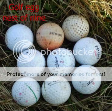 Great Golf egg finds but little else P8310003