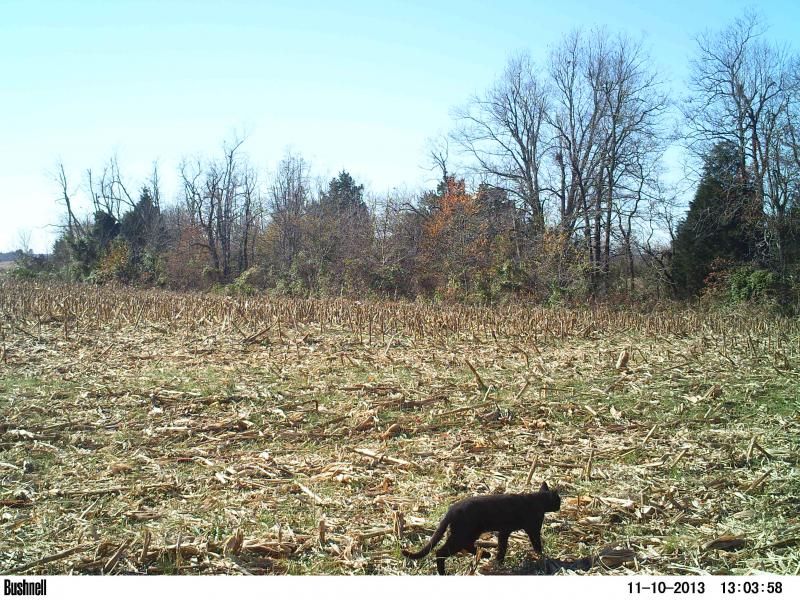 Tennessee Deer Talk: Baby Black Panther on trail cam!!