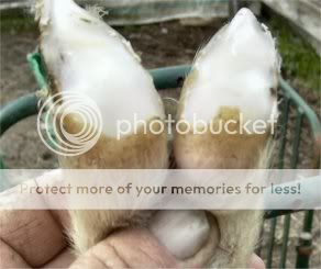 Trimming Goats Hooves.....Photo Story. - lifestyleblock discussion ...