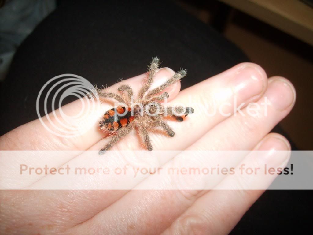 Une araignée australienne de 4 mm de longueur, aux mille couleurs.... AviculariaMinatrix