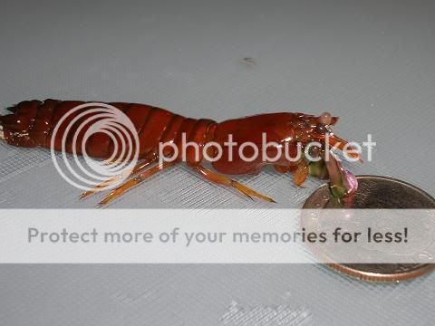 dead mantis shrimp pics to study - The Reef Tank