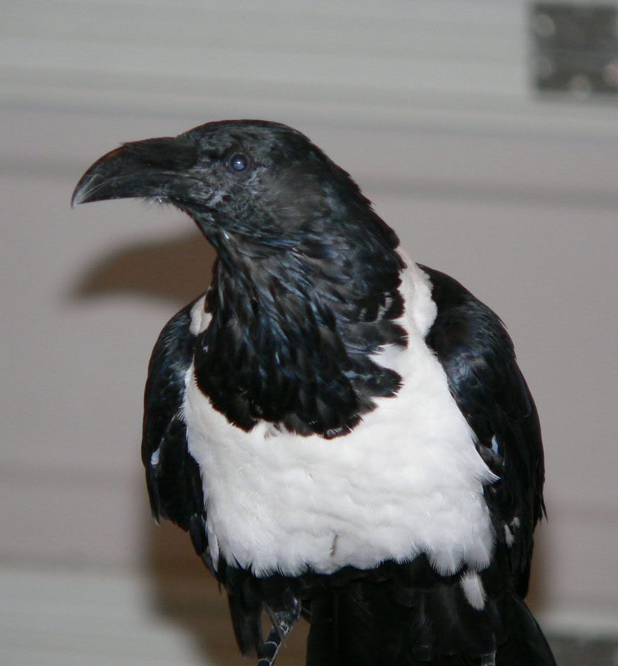 More Photos of Seven : My Crow of Many Colors