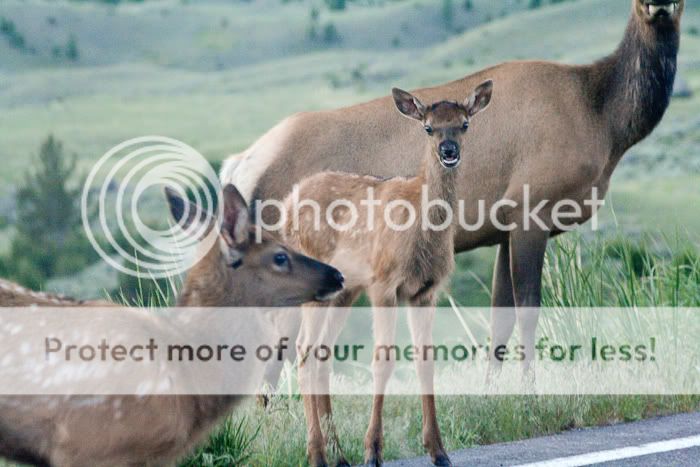 two elk babies, one with its mouth open in indignation, one assumes