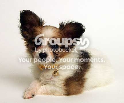 User Image