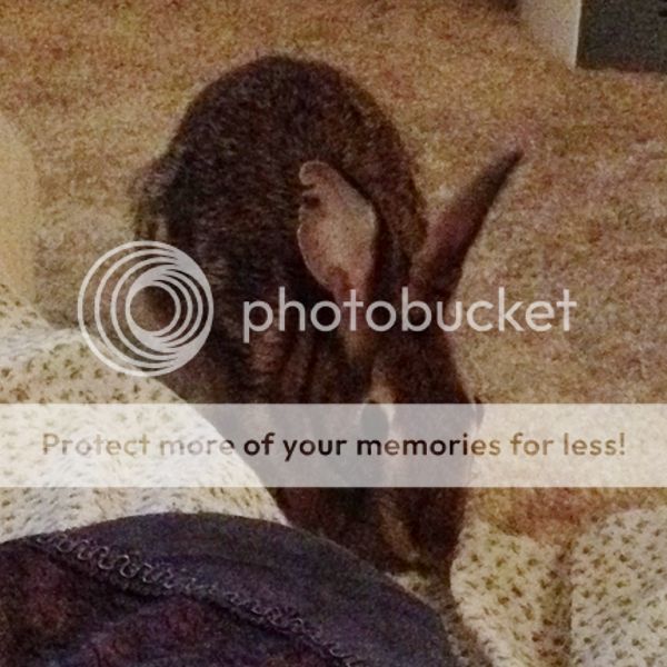  photo 03-09-PeteSnuggle.jpg