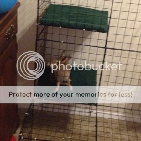  photo 12-16-14Shelflove.jpg