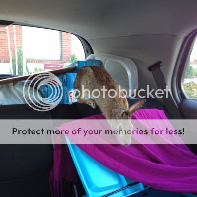  photo Backseat1.jpg