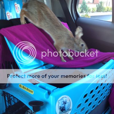  photo Backseat2copy.jpg