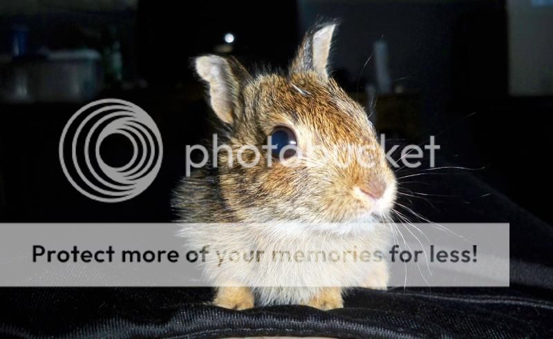  photo Peter_4-24_Closeup.jpg