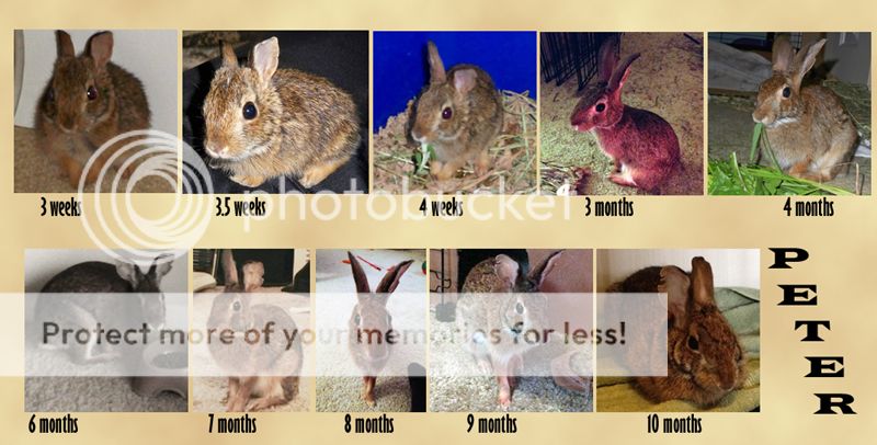  photo Peter_growth.jpg