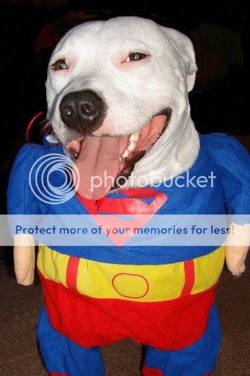 staffie in clothes  - Page 3 271069_215703991801909_4149359_n_zps009134ba