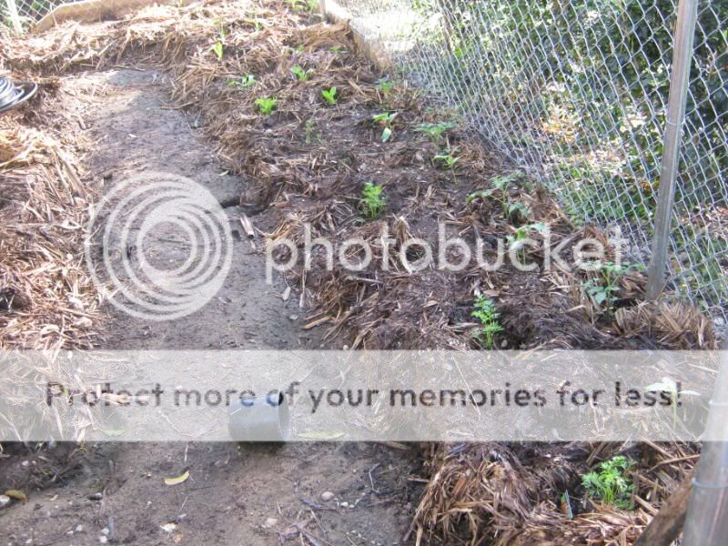 The New Vege cage to stop possums...hopefully - Page 5 IMG_0309