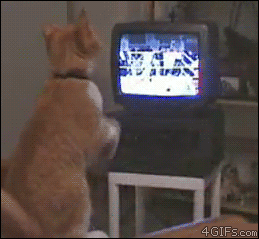 The Gifs of the Internet! Cat-boxing-TV_zpsc2f883a5