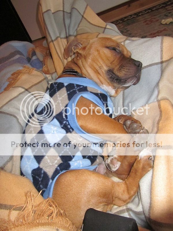 staffie in clothes  0502