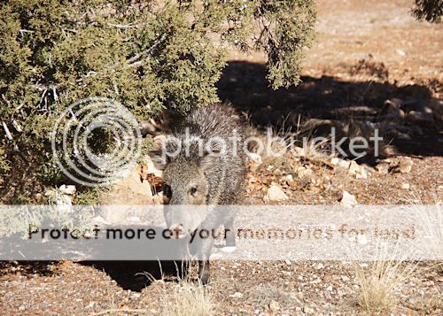 Javelina