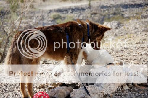 Wyatt and Wiley at firepit