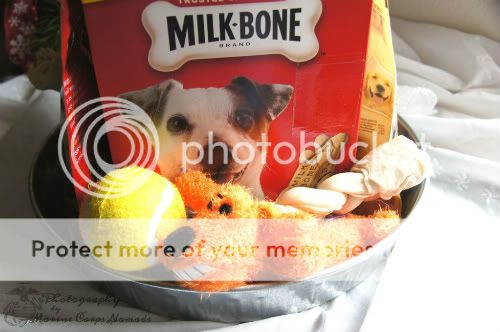 Milkbone small dog