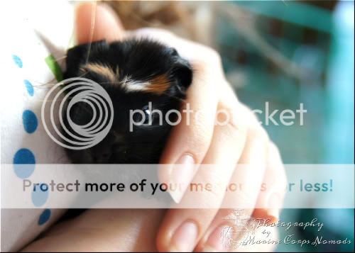 black with poof guinea pig baby