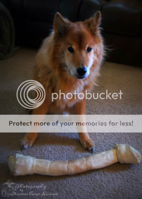 Puppy with Big Bone