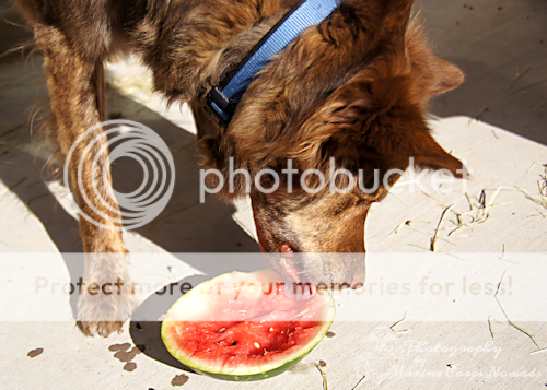 Wiley licking watermelon
