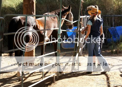 working at the stables 1
