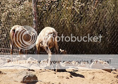 Birth of Desert Big Horn Sheep