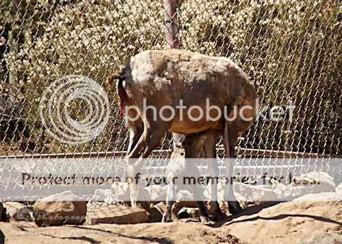 Birth of Desert Big Horn Sheep